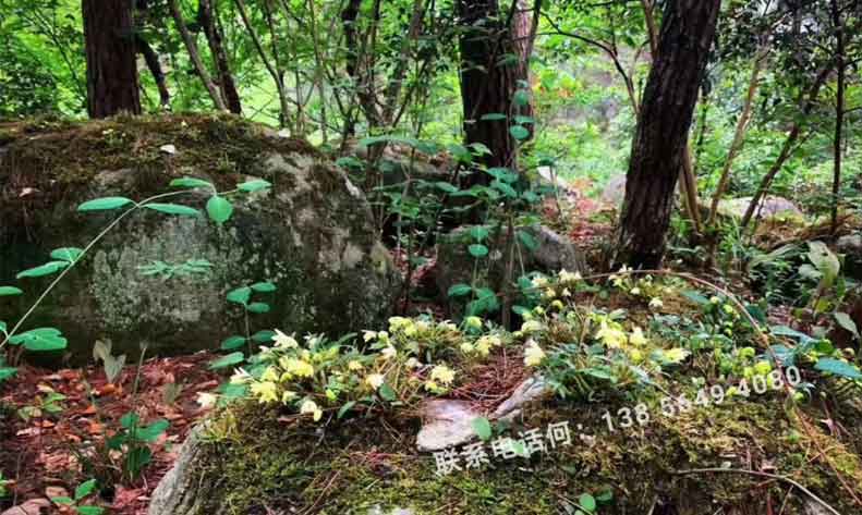 记者前往安徽省霍山县太平畈乡探访了霍山石斛种植基地